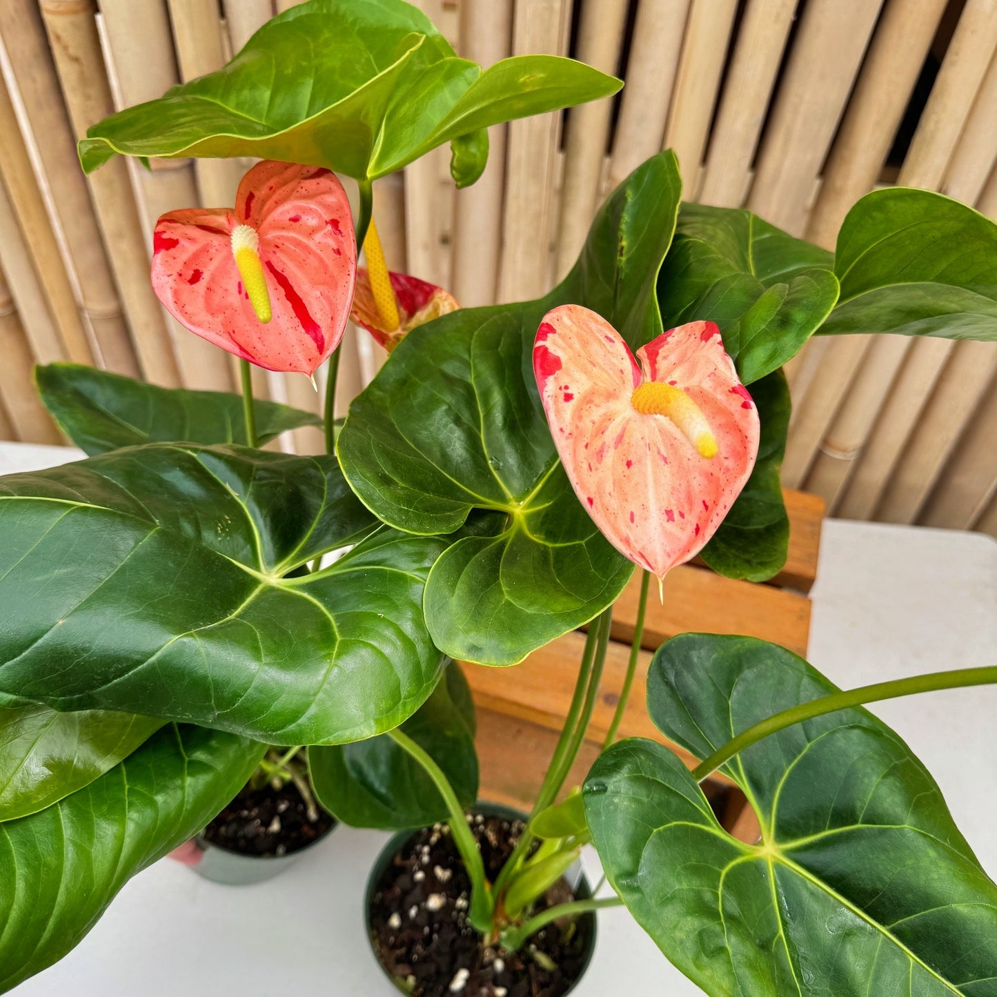 Koi Shibori Anthurium (5.5" Pot)
