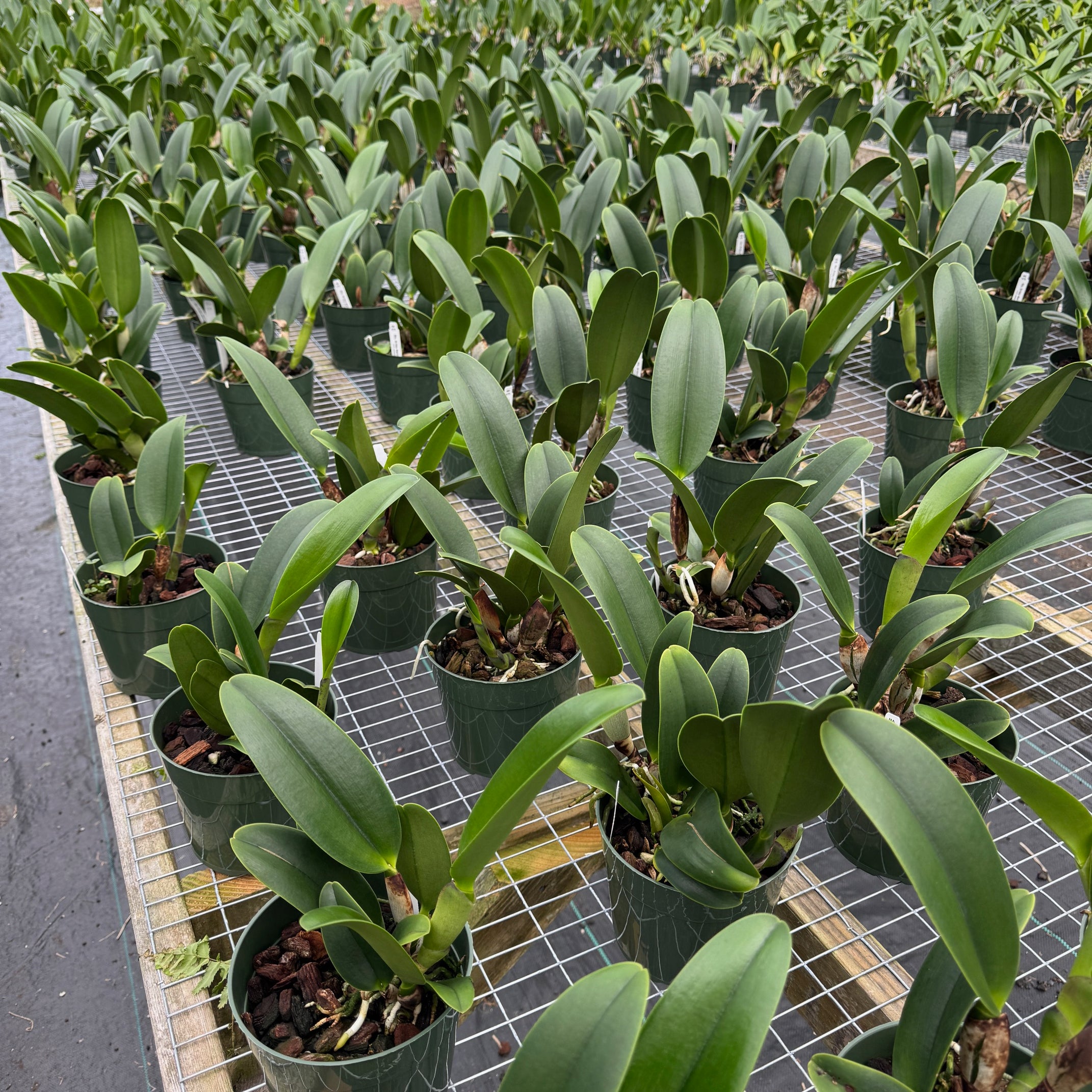 Rlc. Kristy Manmoto 'Volcano Red' (5.5