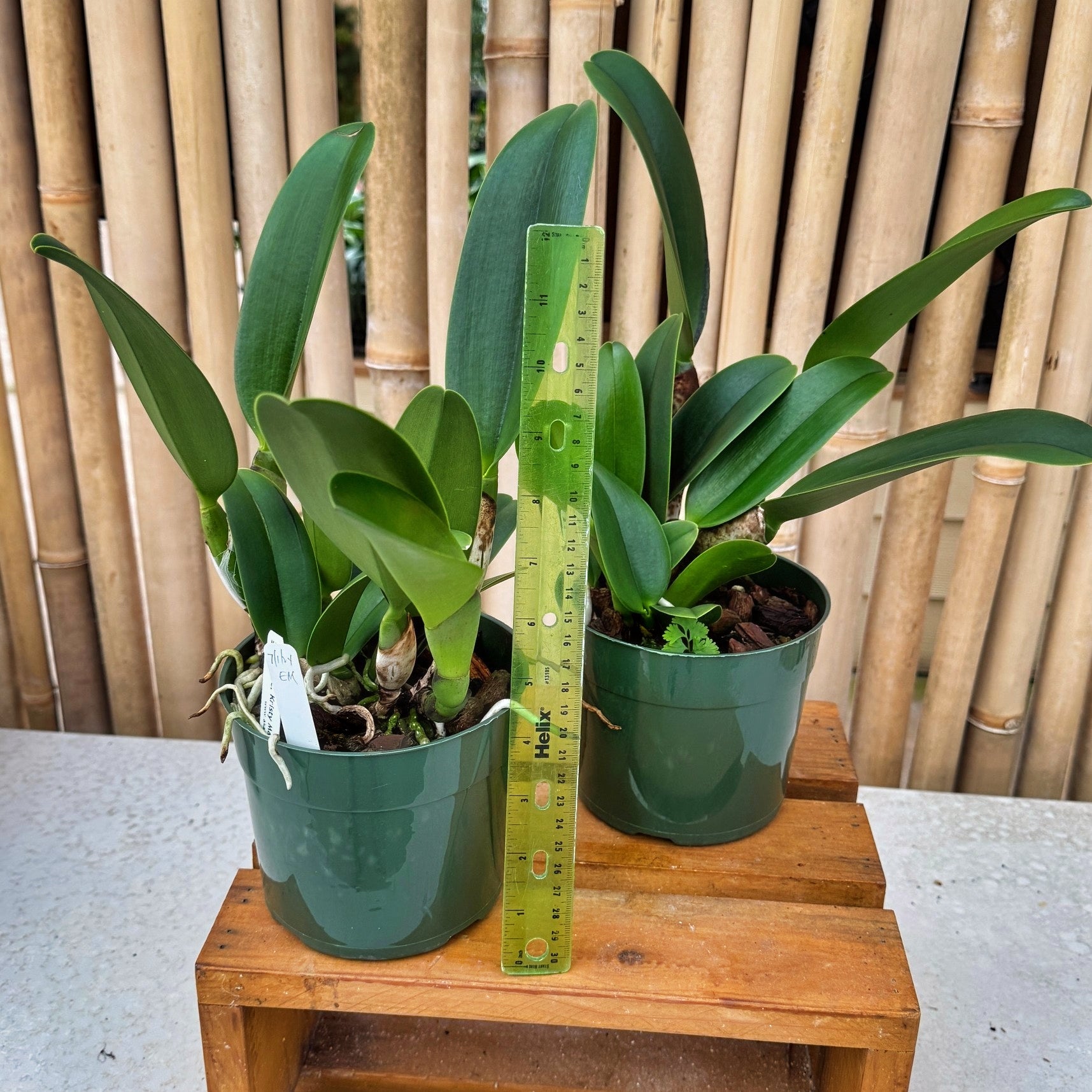 Rlc. Kristy Manmoto 'Volcano Red' (5.5