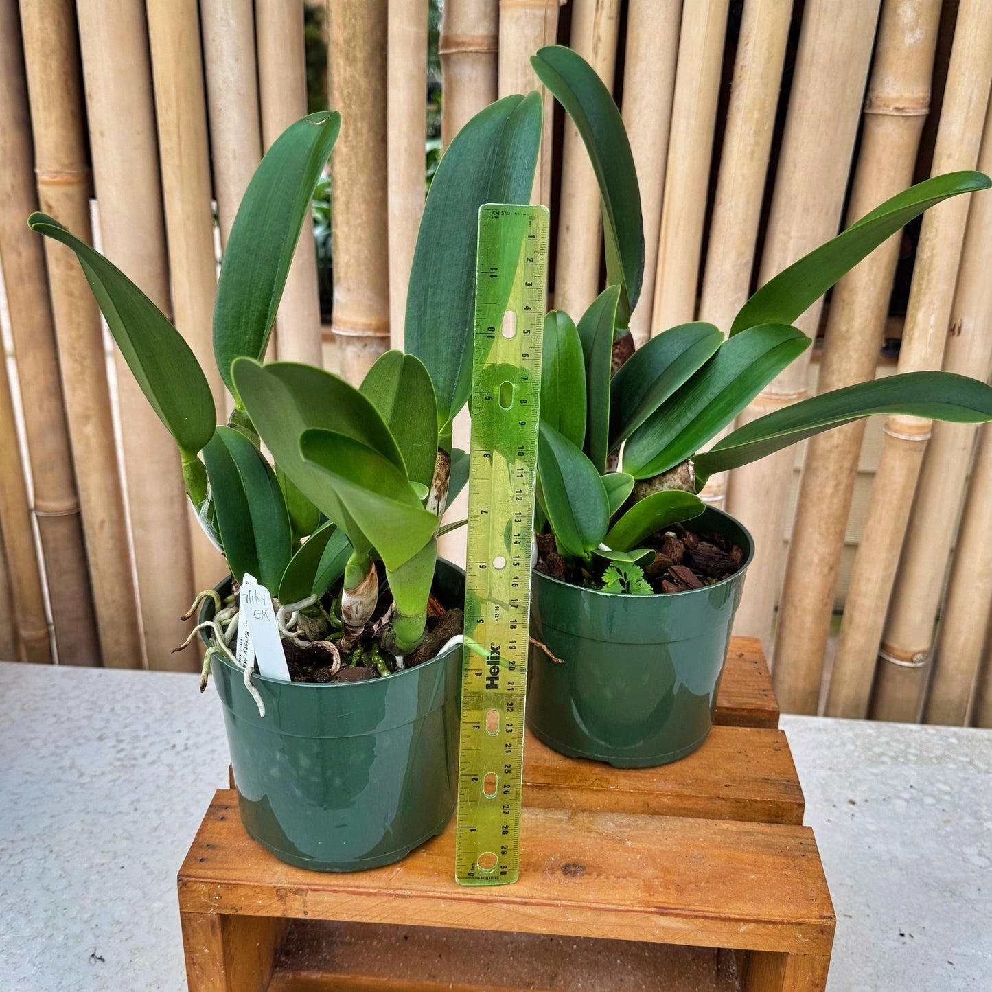 Rlc. Kristy Manmoto 'Volcano Red' (5.5" Pot) -Not Blooming