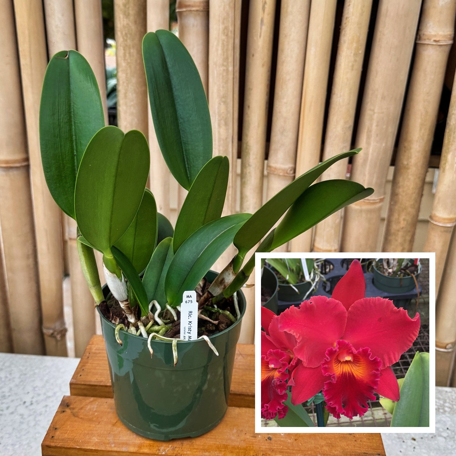 Cattleya (NB) – Akatsuka Orchid Gardens