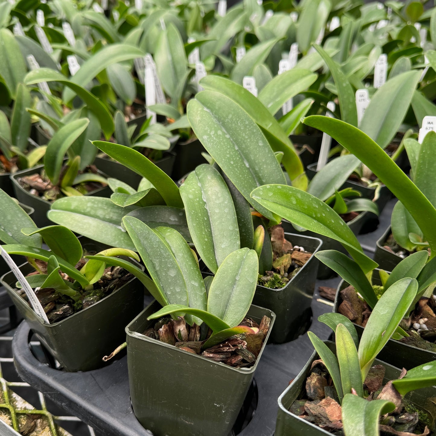 Rlc. Kristy Manmoto 'Volcano Red' (Starter- 2.75" Pot)