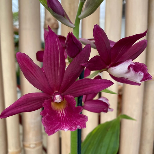 Phaiocalanthe Kryptonite 'Parkside' AM/AOS (4"Pot) -Buds