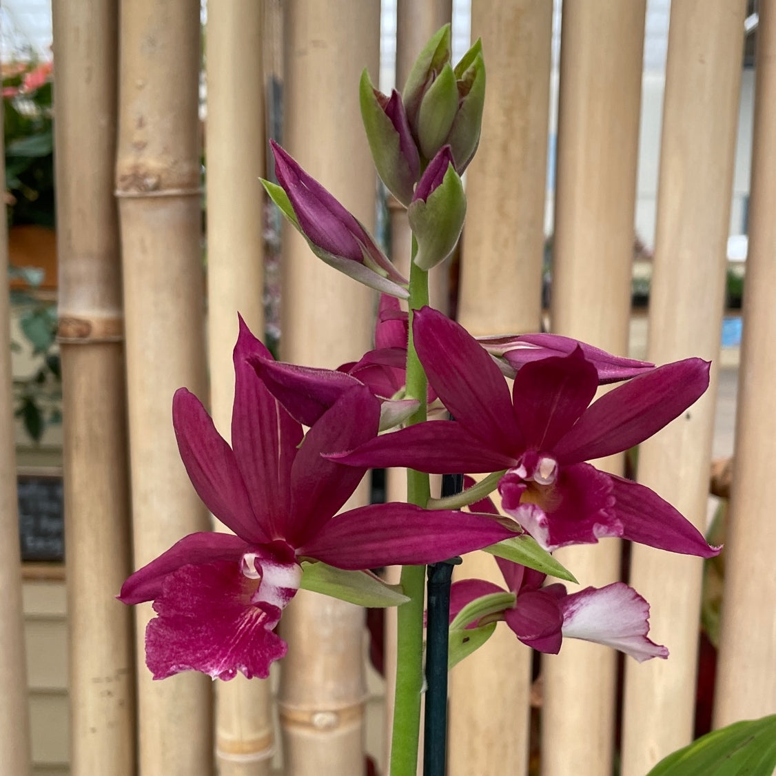 Phaiocalanthe Kryptonite 'Parkside' AM/AOS (4"Pot) -Buds
