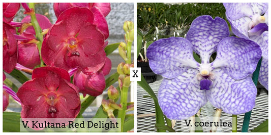 Vanda Kultana Red Delight x Vanda coerulea (4" Pot) - Buds