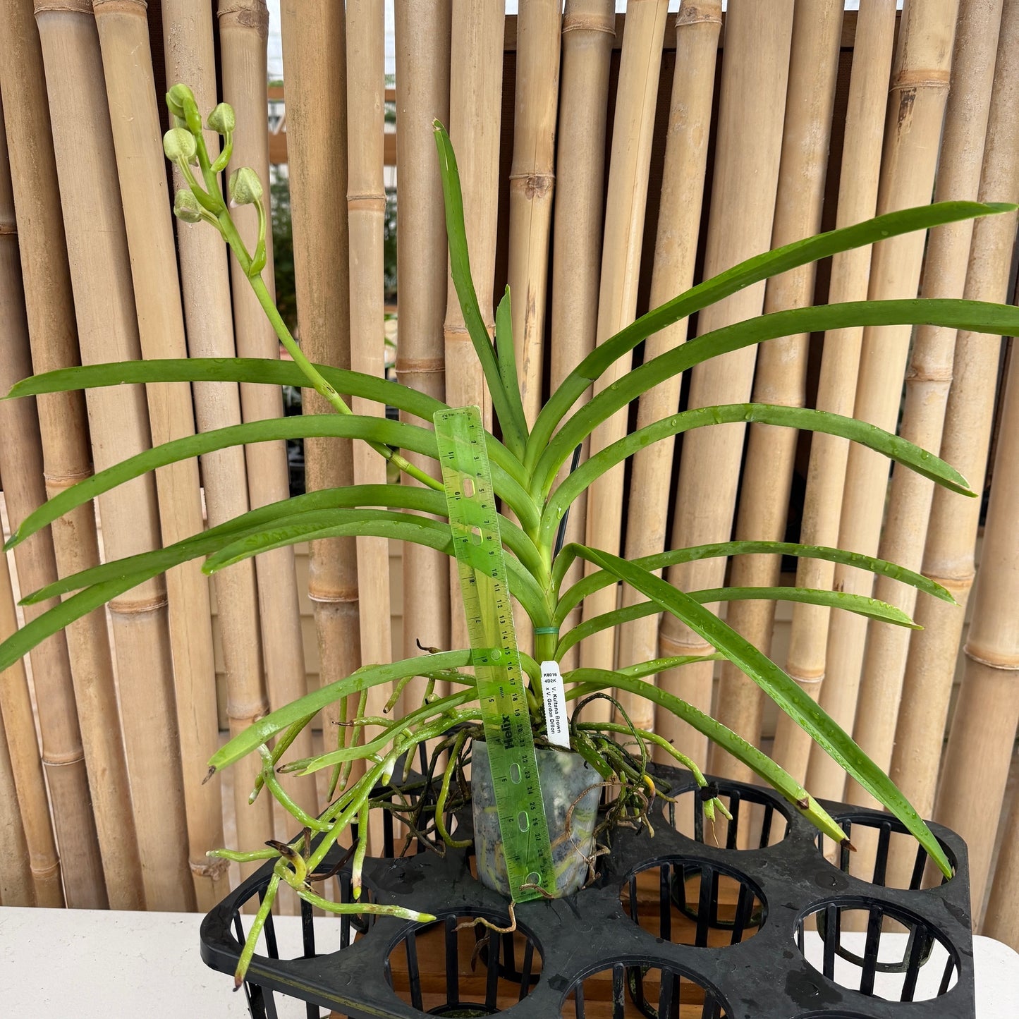 Vanda Kultana Brown x Vanda Gordon Dillon (4" Pot) - Buds