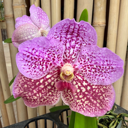 Ascocenda Kultana Brown x Vanda Kultana Violetta (4" Pot) - Flowers