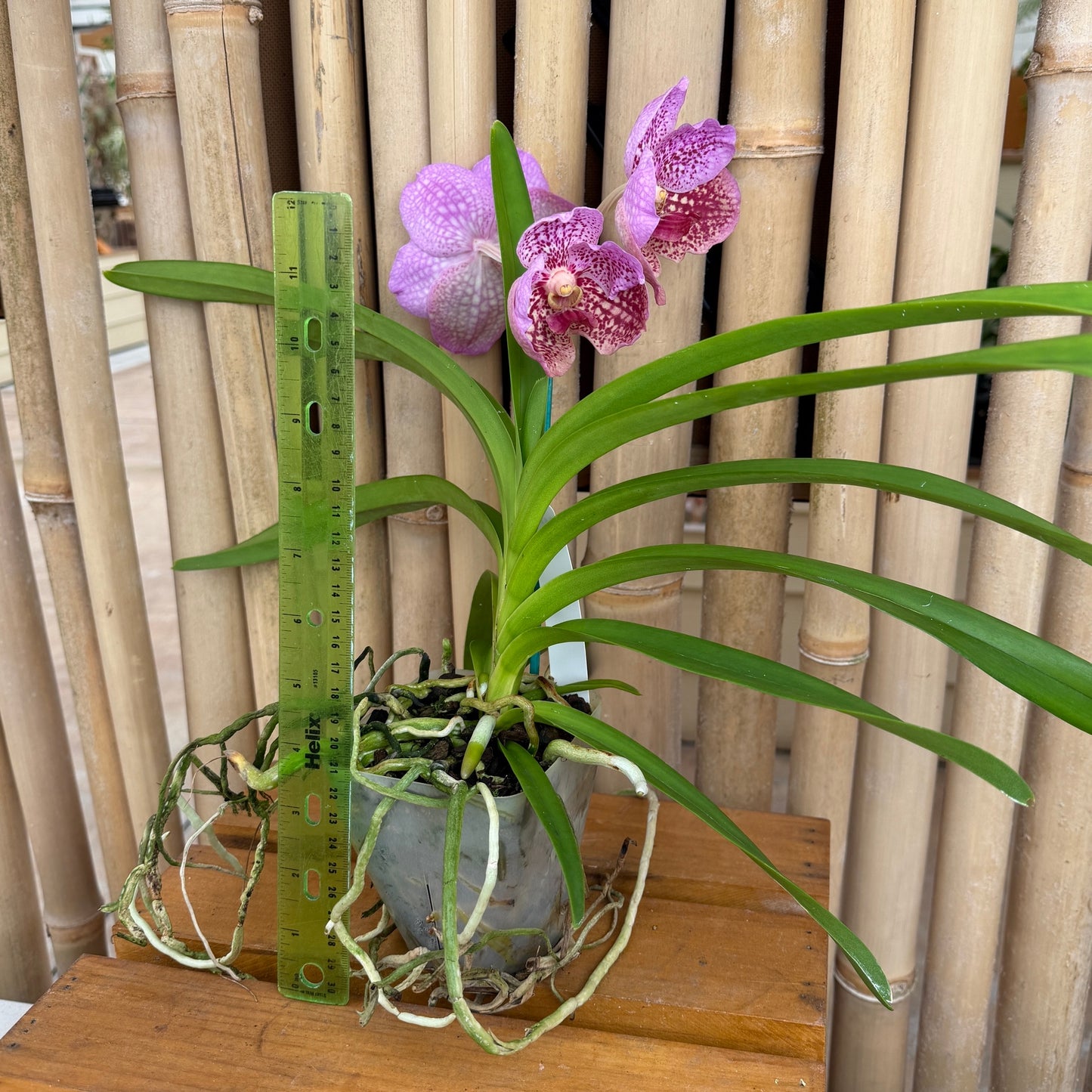 Ascocenda Kultana Brown x Vanda Kultana Violetta (4" Pot) - Flowers
