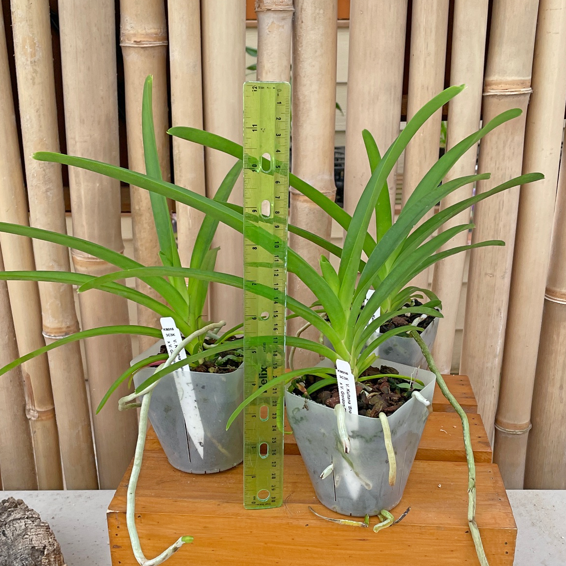 Vanda Kultana Brown x Vanda Gordon Dillon (4" Pot) -Not Blooming