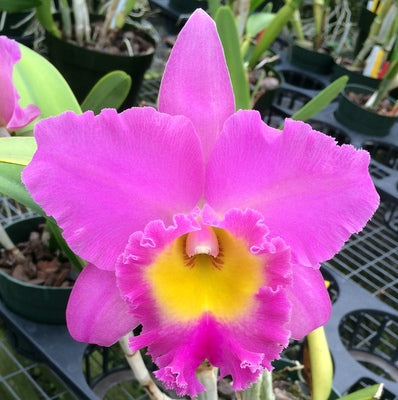 Rlc. Kyoko Minami 'Volcano Pink' (Starter-2.75" Pot)