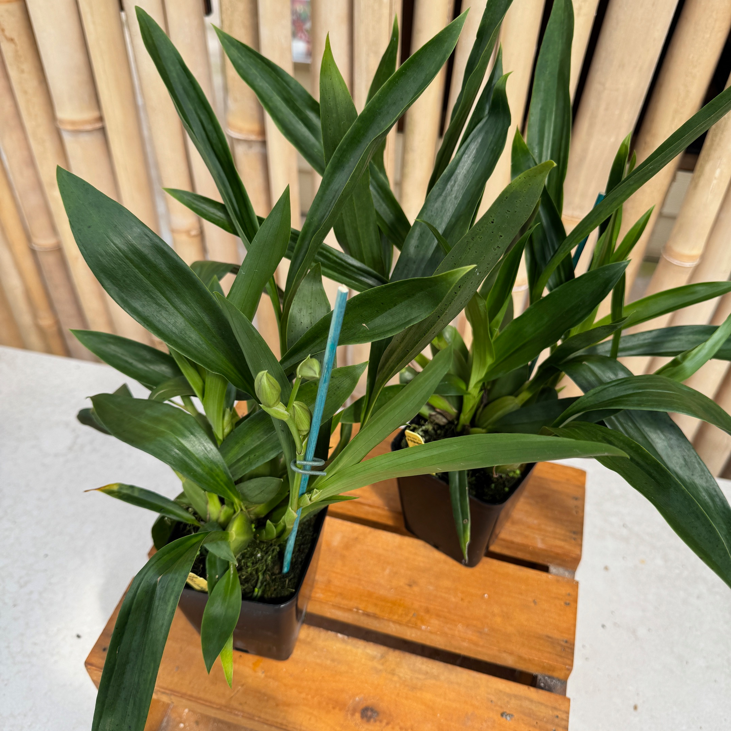 Pptm. La Jolla Delight 'Hilo Orchid Farm' AM/AOS (4" Pot) - Buds