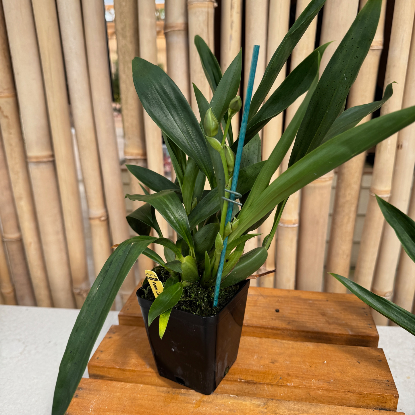 Pptm. La Jolla Delight 'Hilo Orchid Farm' AM/AOS (4" Pot) - Buds