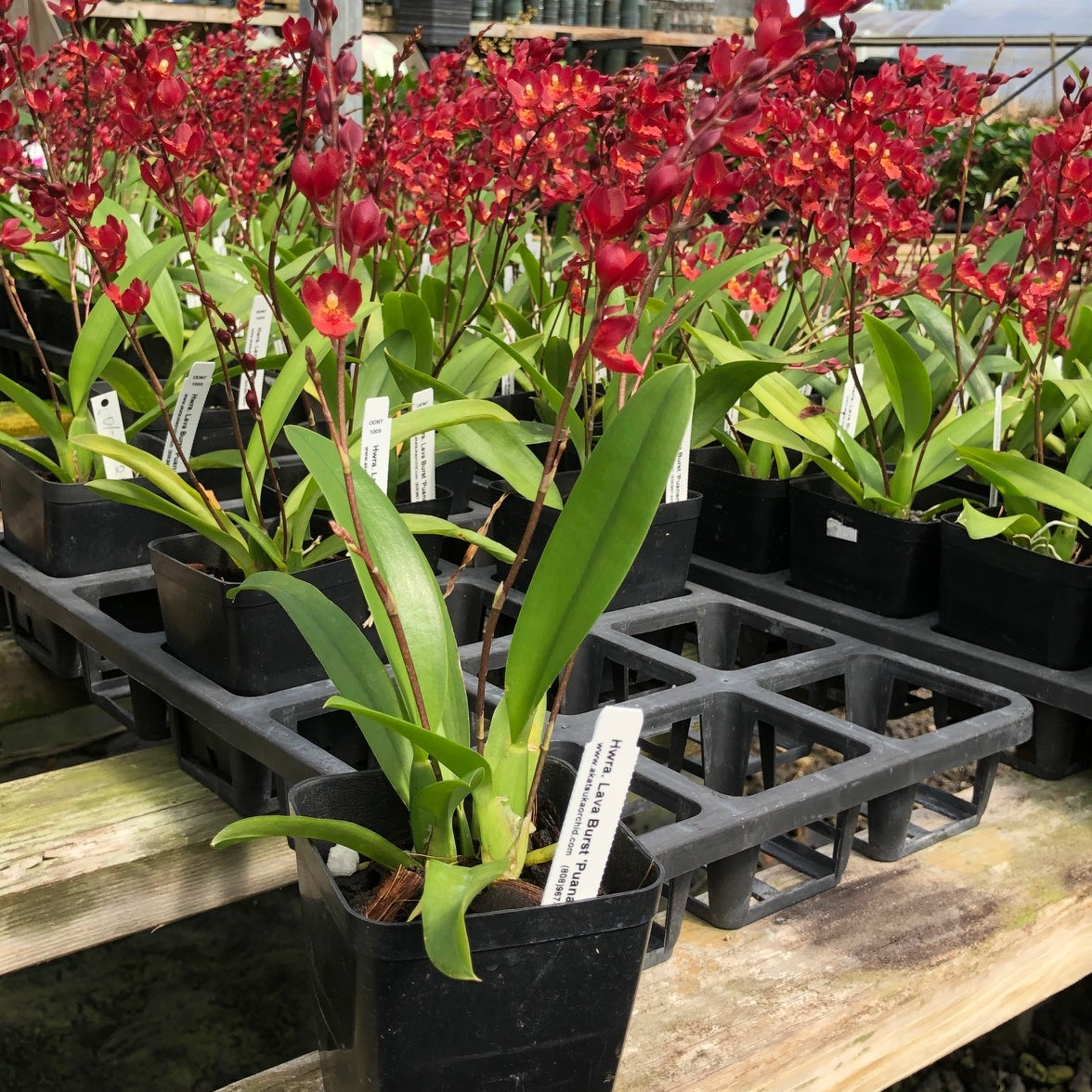Hwra. Lava Burst 'Puanani' AM/AOS (4" Pot) - Buds/Spike