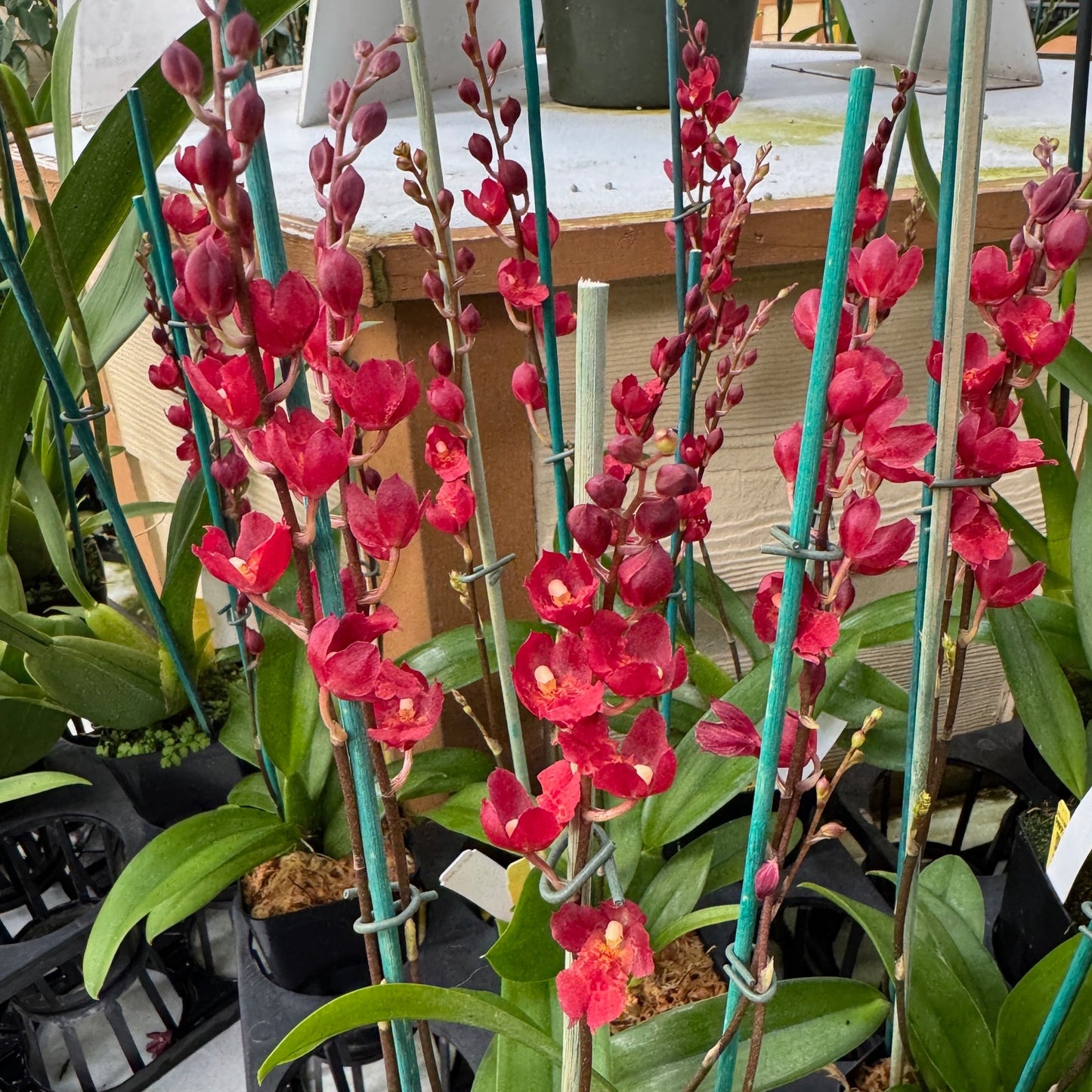 Hwra. Lava Burst 'Puanani' AM/AOS (4" Pot) - Buds/Spike