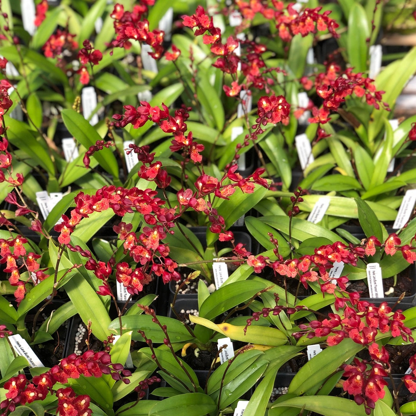 Hwra. Lava Burst 'Puanani' AM/AOS (4" Pot) - Buds/Spike