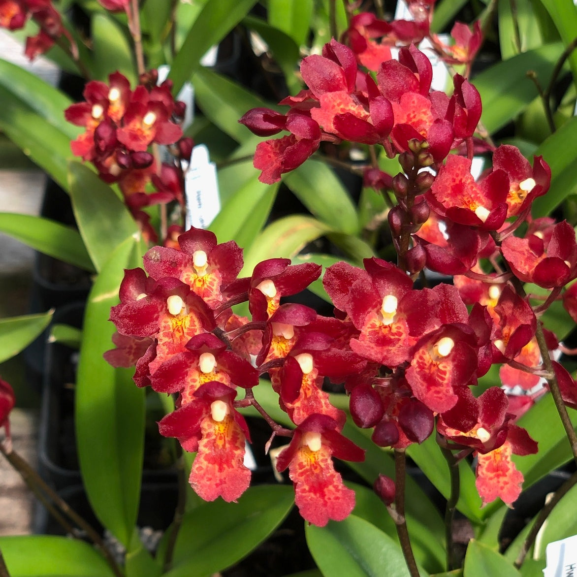 Hwra. Lava Burst 'Puanani' AM/AOS (4" Pot) - Buds/Spike