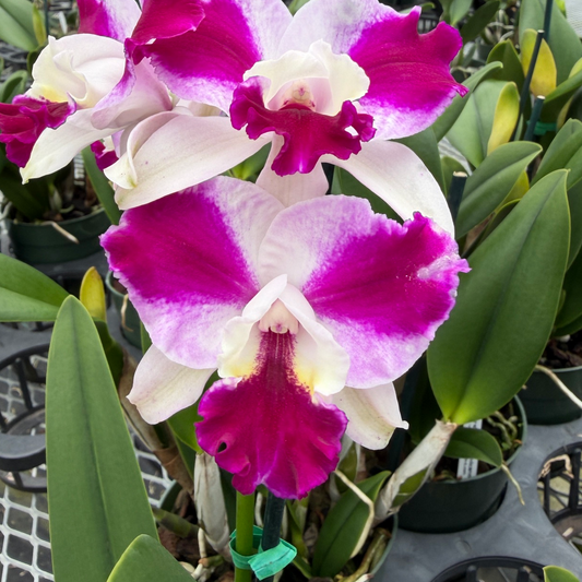 Orchids in Bloom – Page 3 – Akatsuka Orchid Gardens