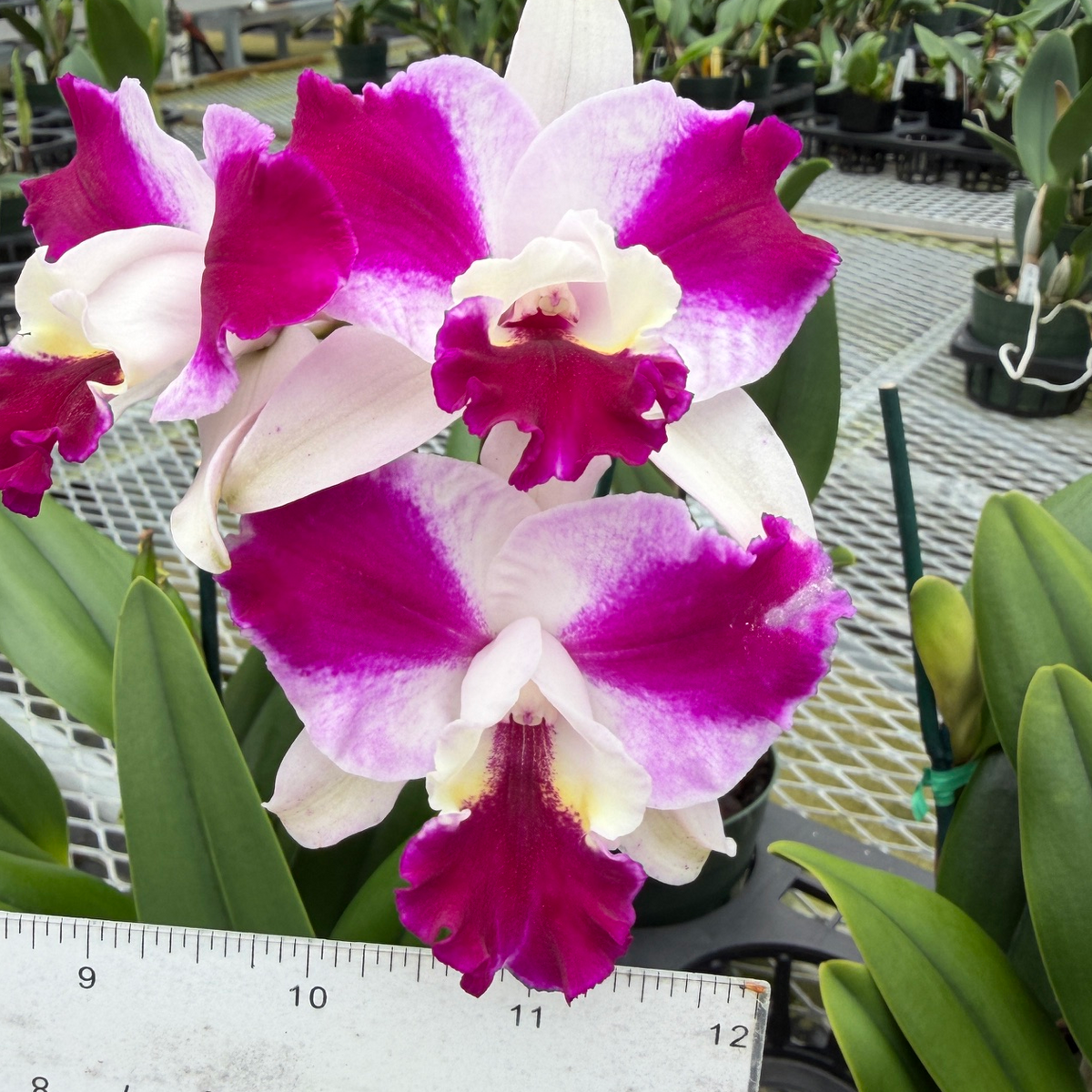 C. Purple Cascade 'Volcano Queen' - First Bloom