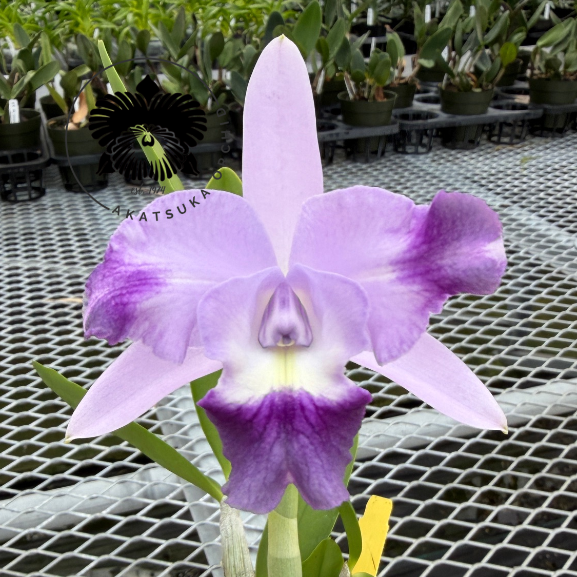 Lc. Cariad's Mini Quinee 'Angel Kiss' HCC/AOS (4' Pot) - Not Blooming