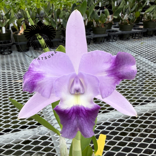 Lc. Cariad's Mini Quinee 'Angel Kiss' HCC/AOS (4' Pot) - Not Blooming