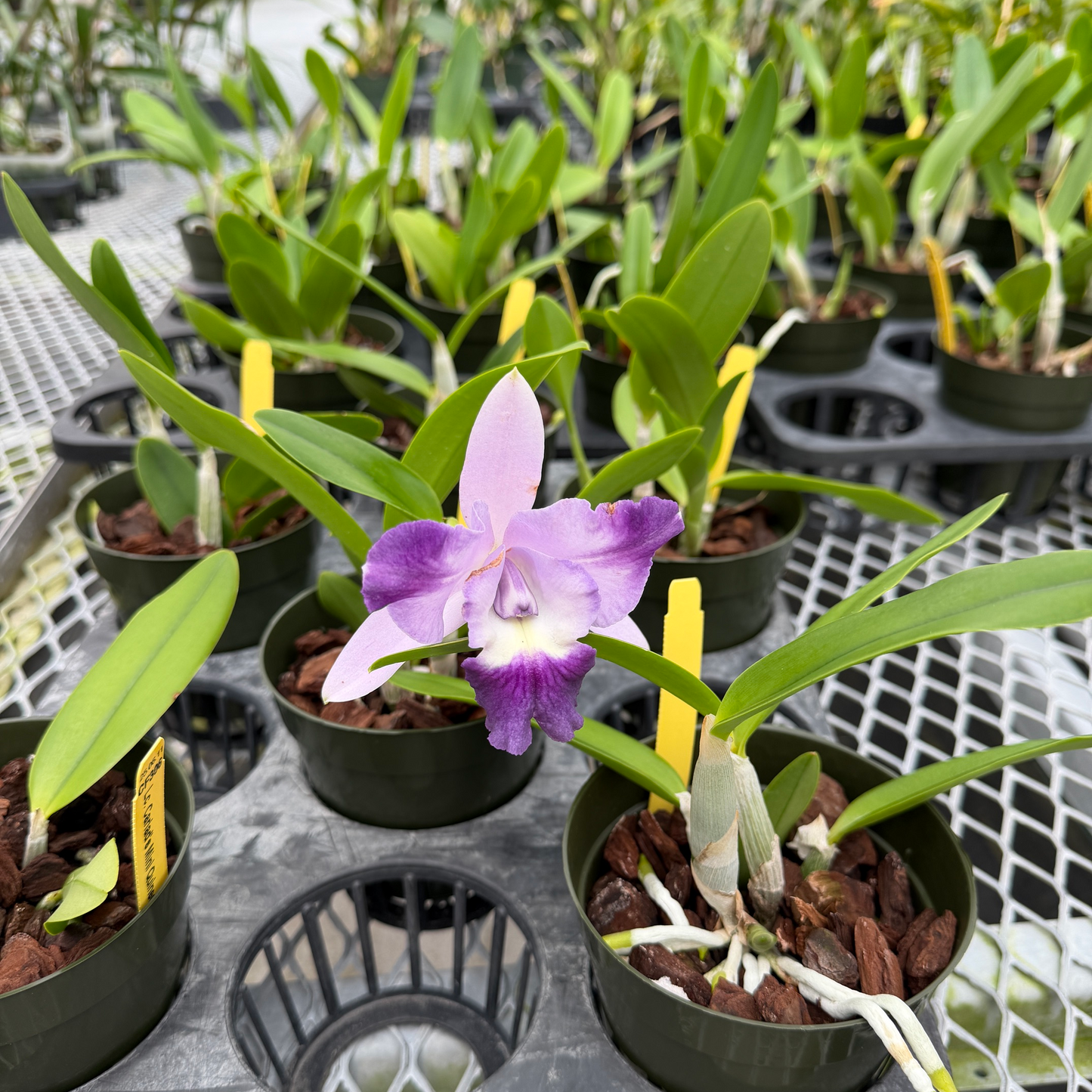 Lc. Cariad's Mini Quinee 'Angel Kiss' HCC/AOS (4' Pot) - Not Blooming