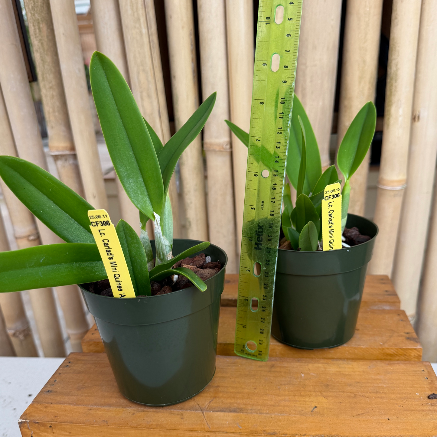 Lc. Cariad's Mini Quinee 'Angel Kiss' HCC/AOS (4' Pot) - Not Blooming
