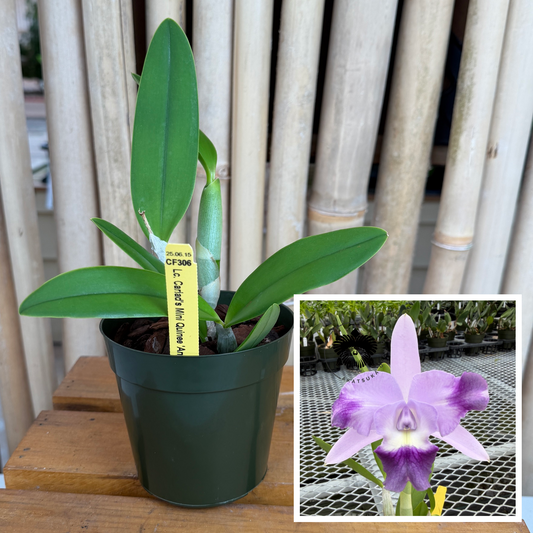 Lc. Cariad's Mini Quinee 'Angel Kiss' HCC/AOS (4' Pot) - Not Blooming
