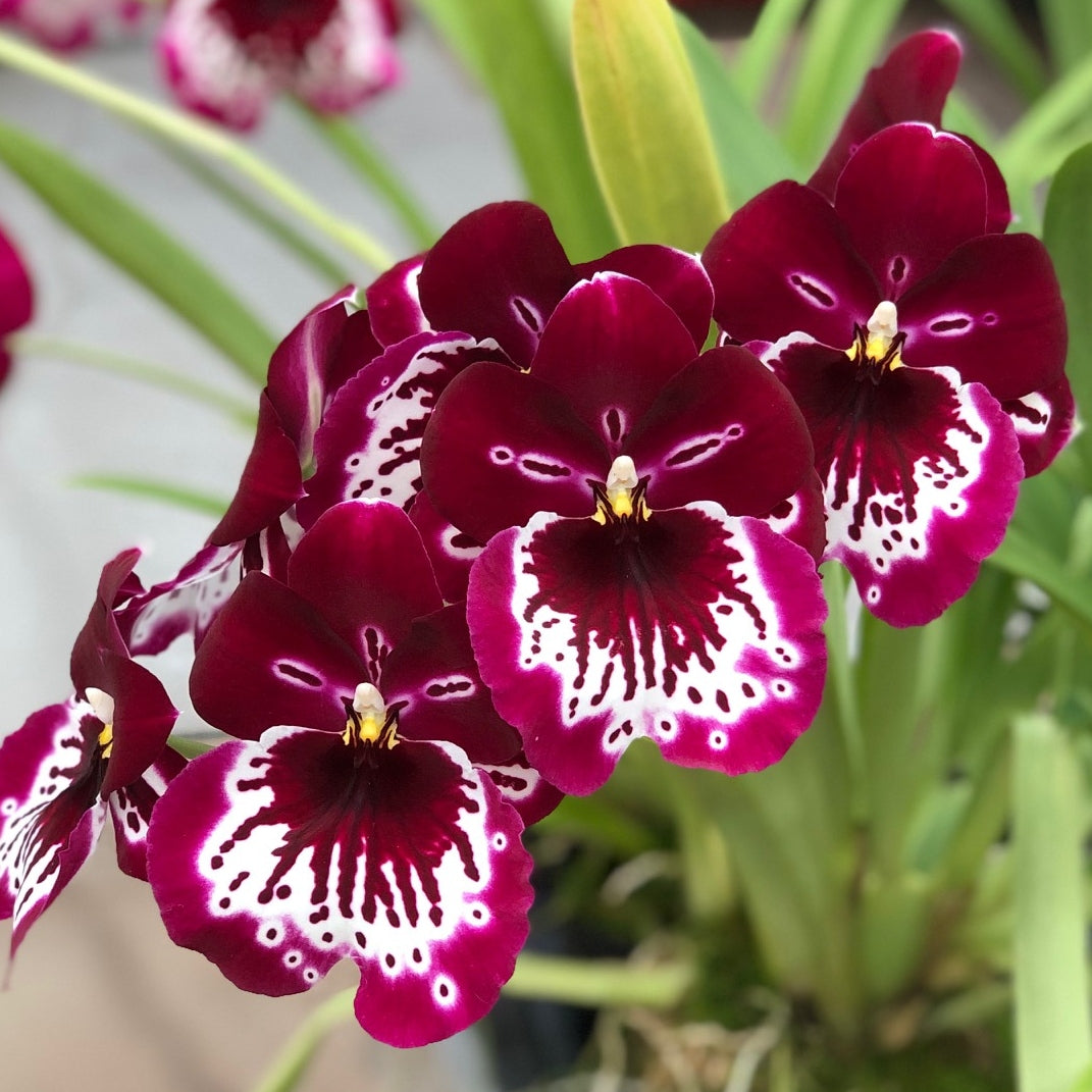 Miltoniopsis Lennart Karl Gottling 'Red Rim' (5.5" Pot) - Buds