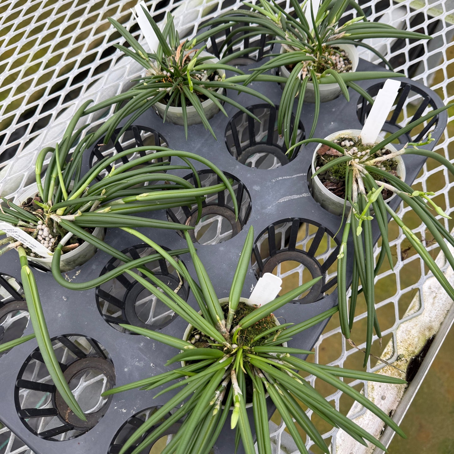 Leptotes bicolor x sib (Miniature Species) - Buds