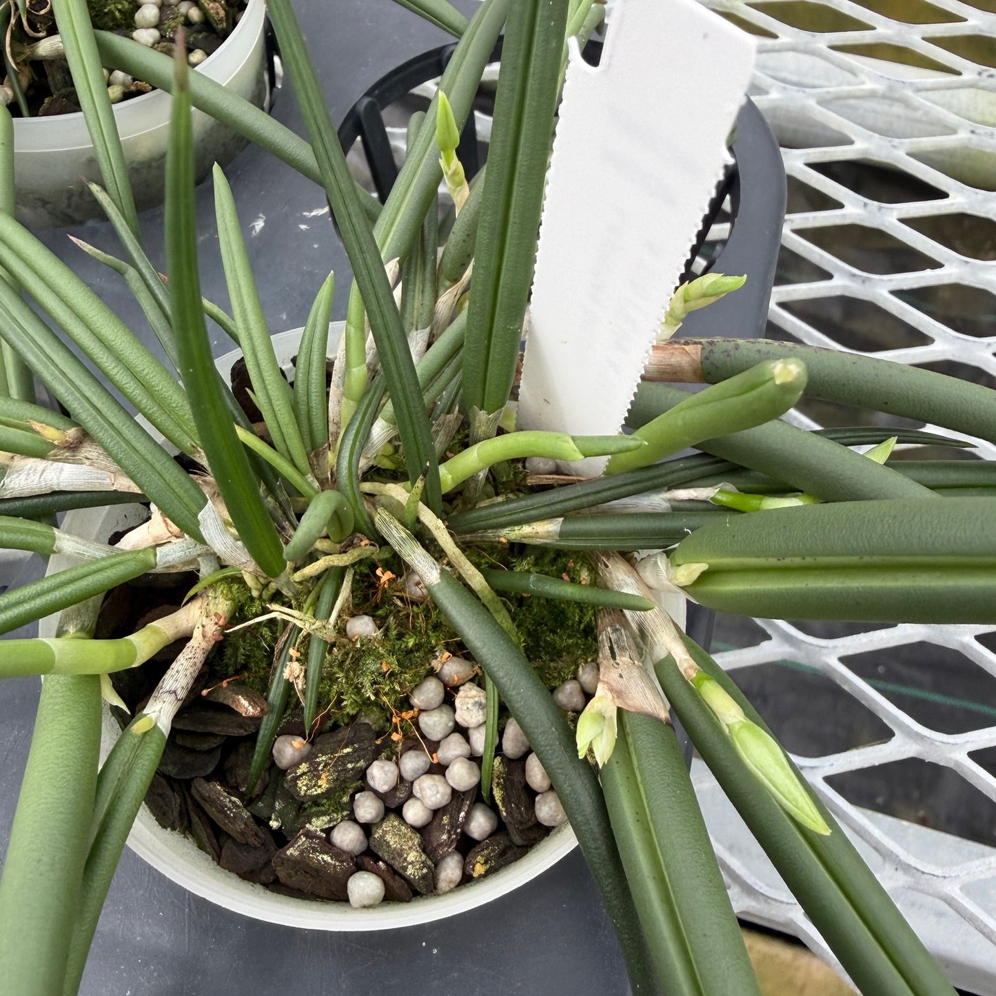Leptotes bicolor x sib (Miniature Species) - Buds