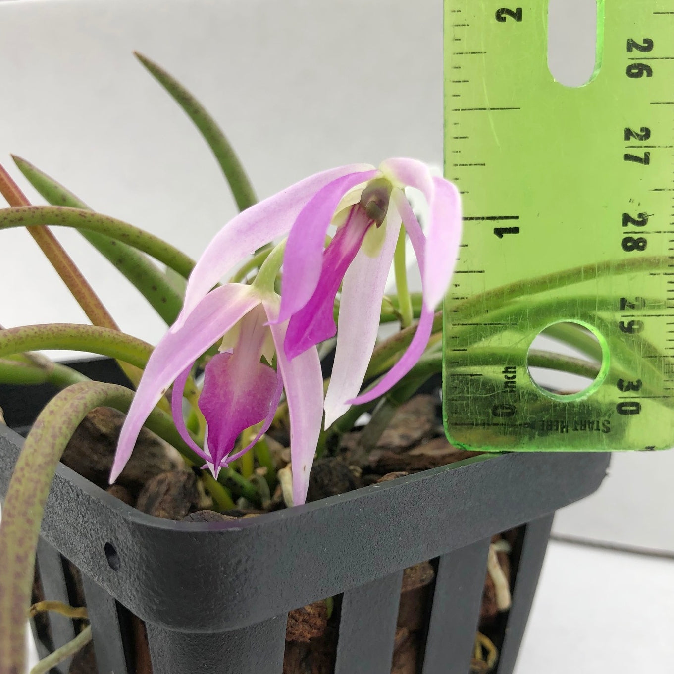 Leptotes Pat Thurtle (bicolor x pohlitinocoi) (Mini Species) - Buds