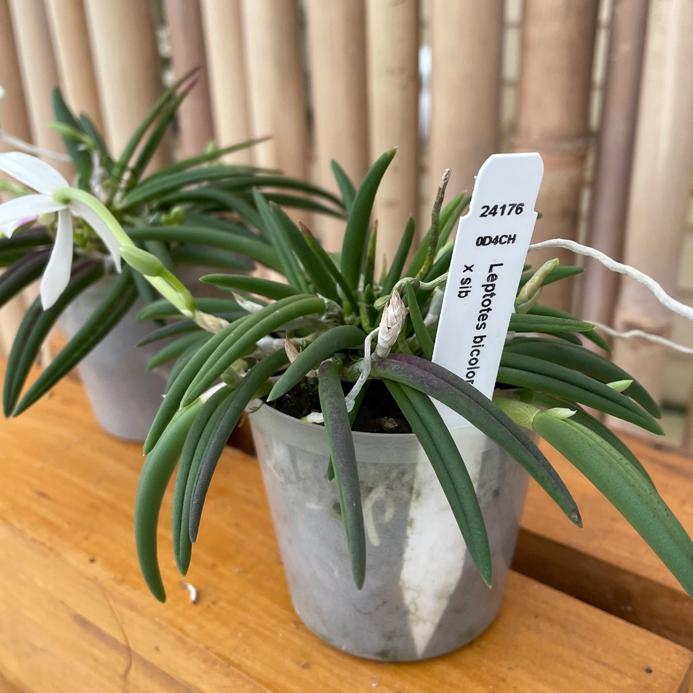 Leptotes bicolor x sib (Miniature Species) - Buds
