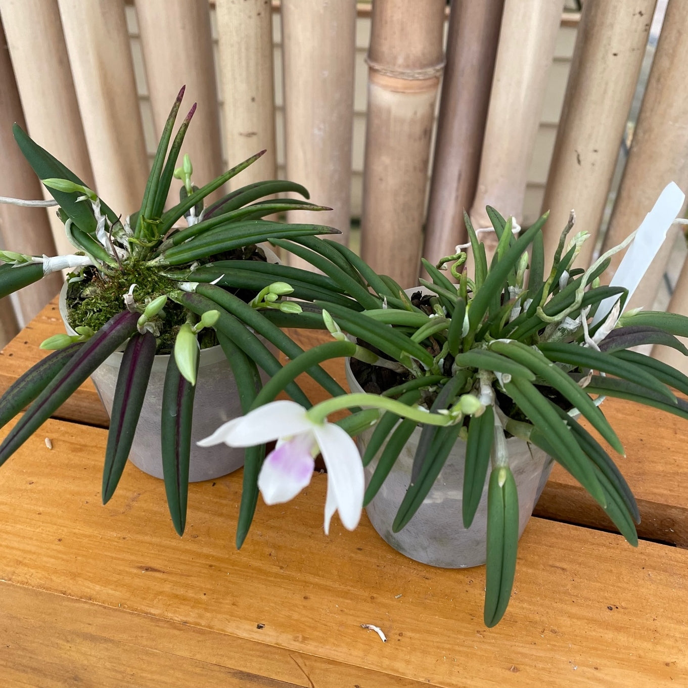 Leptotes bicolor x sib (Miniature Species) - Buds