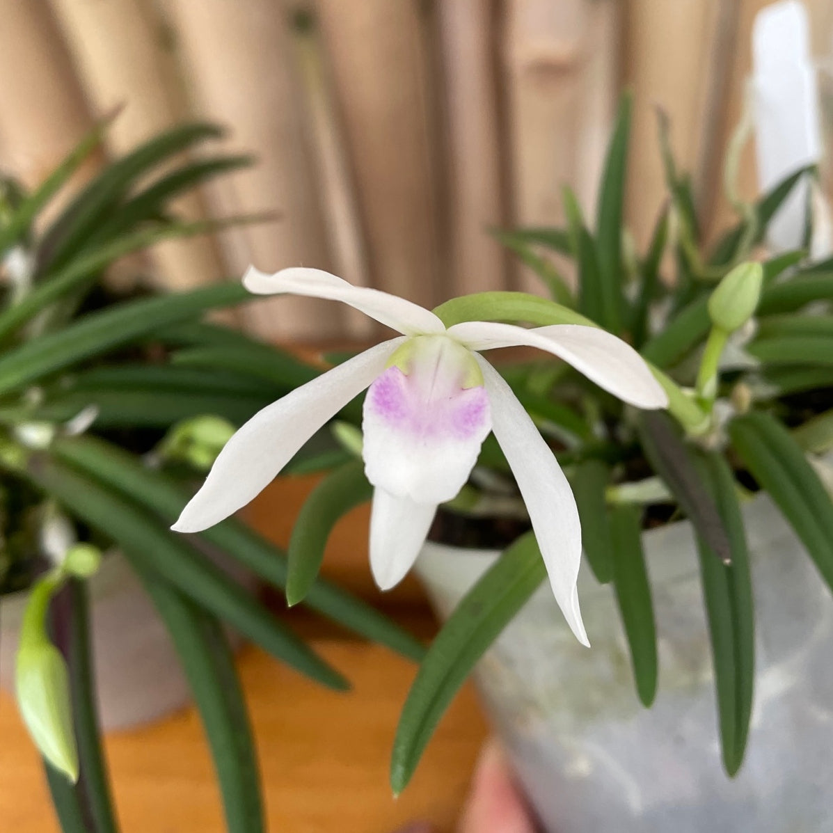 Leptotes bicolor x sib (Miniature) - Not Blooming
