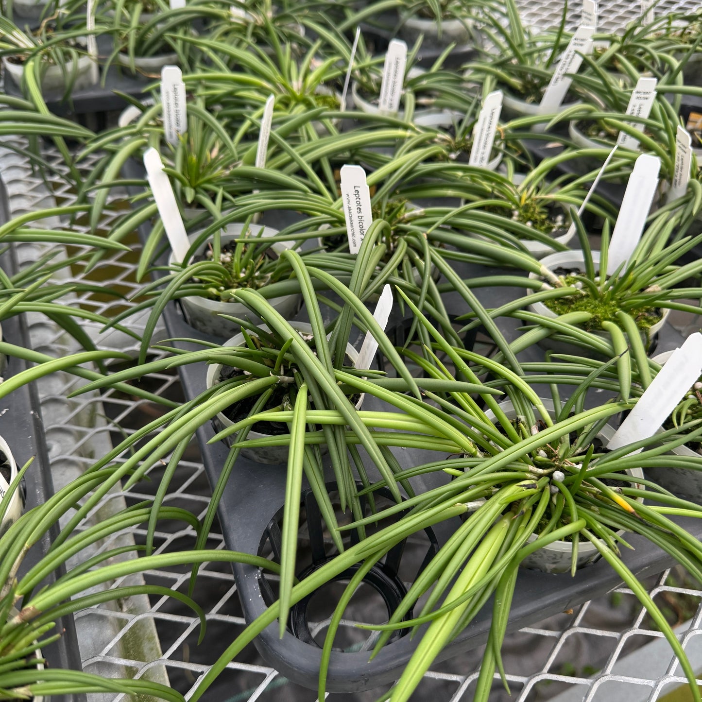 Leptotes bicolor x sib (Miniature) - Not Blooming