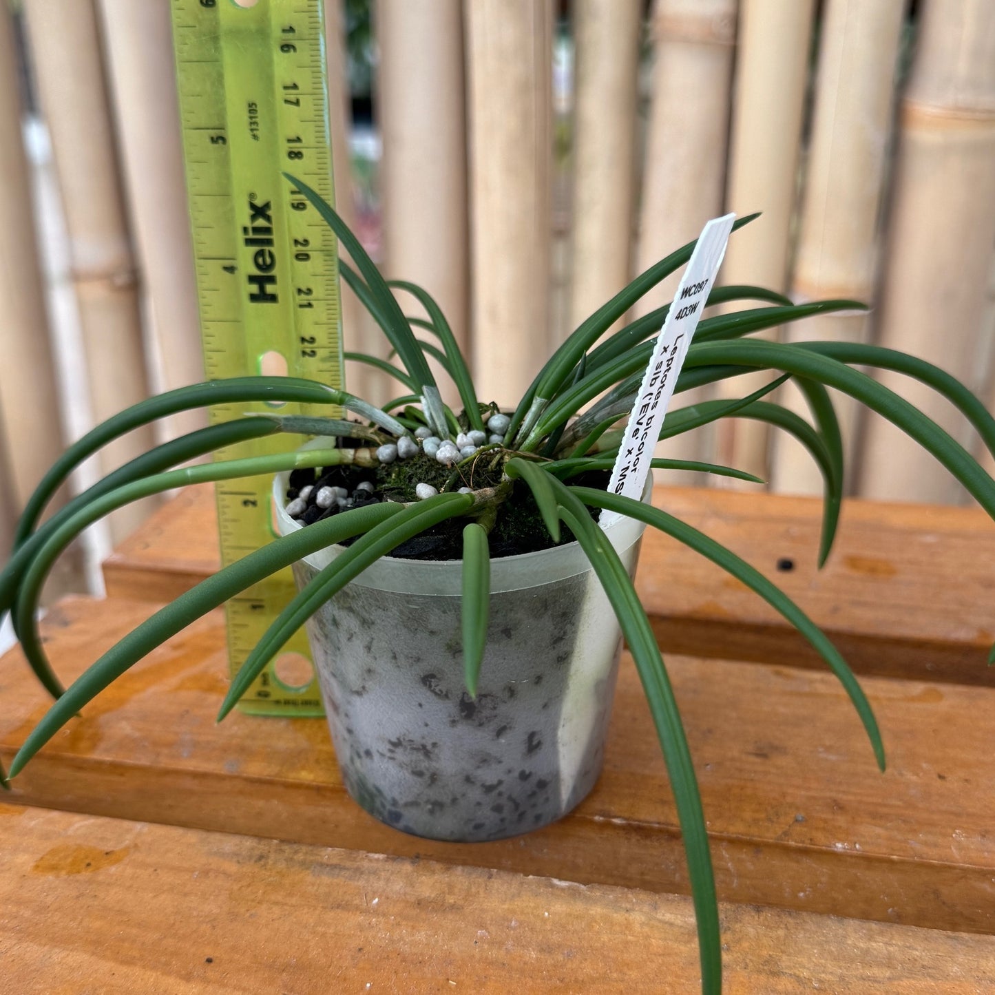 Leptotes bicolor x sib (Miniature) - Not Blooming