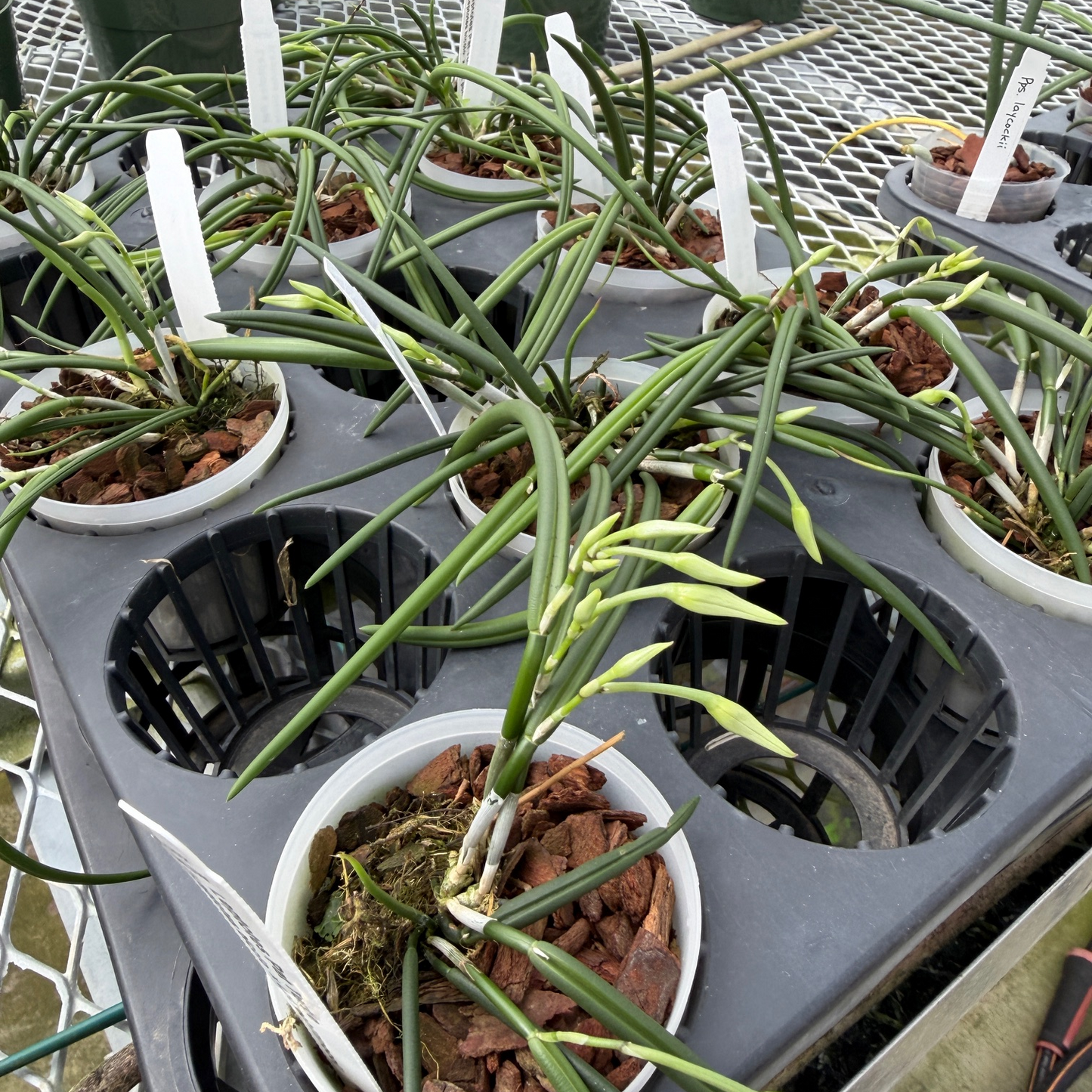 Leptotes Pat Thurtle (bicolor x pohlitinocoi) (Mini Species) - Buds