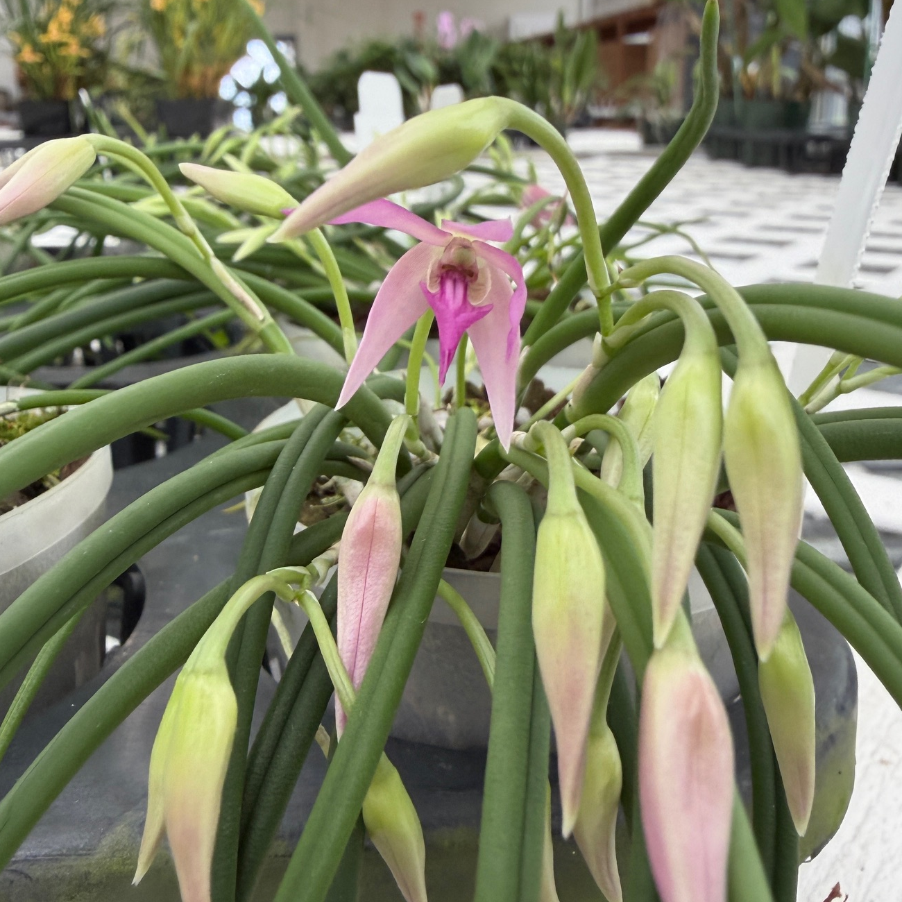 Leptotes pohlitinocoi x sib (Miniature Species) - Buds
