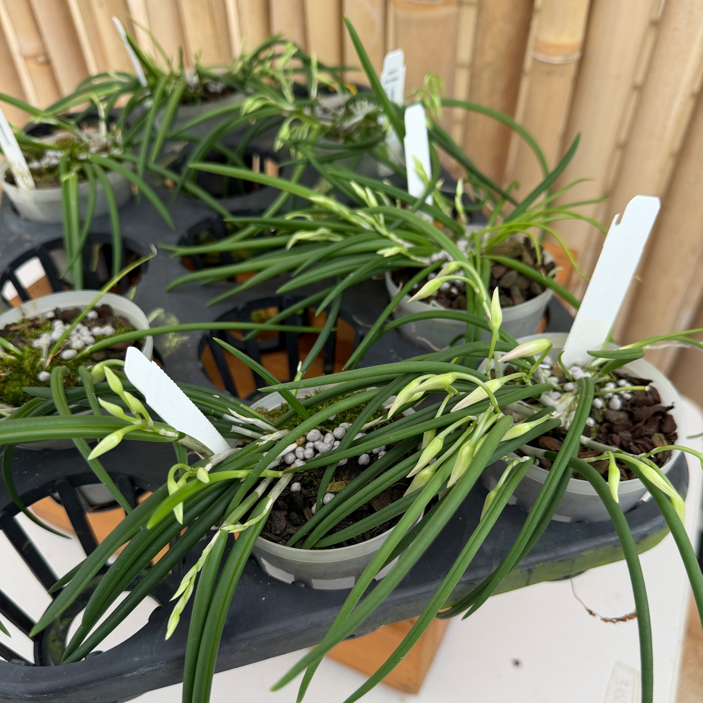 Leptotes pohlitinocoi x sib (Miniature Species) - Buds