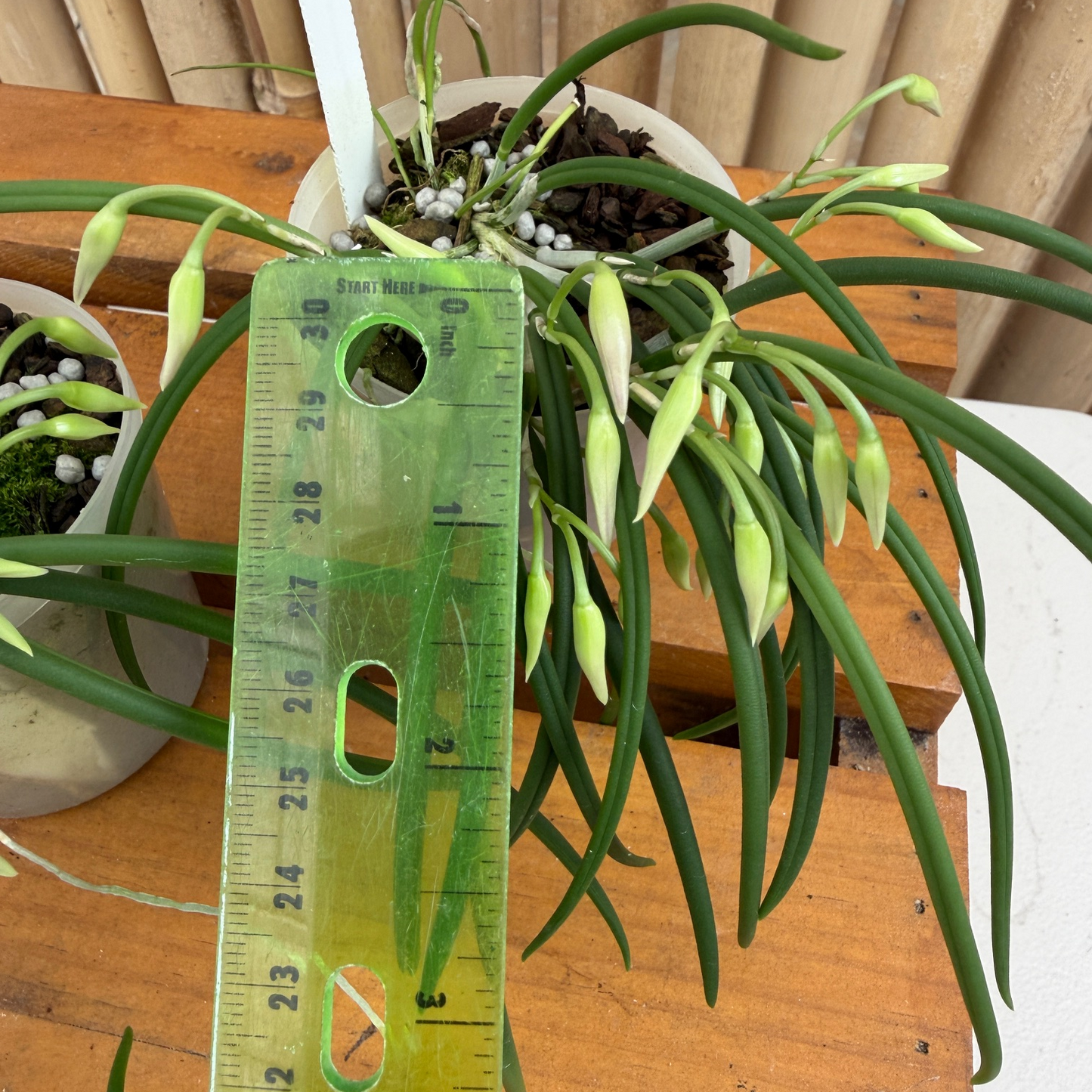 Leptotes pohlitinocoi x sib (Miniature Species) - Buds