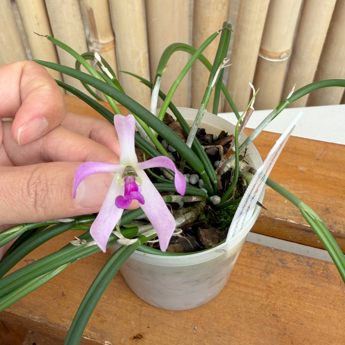 Leptotes Pat Thurtle (bicolor x pohlitinocoi) (Mini Species) - Not Blooming