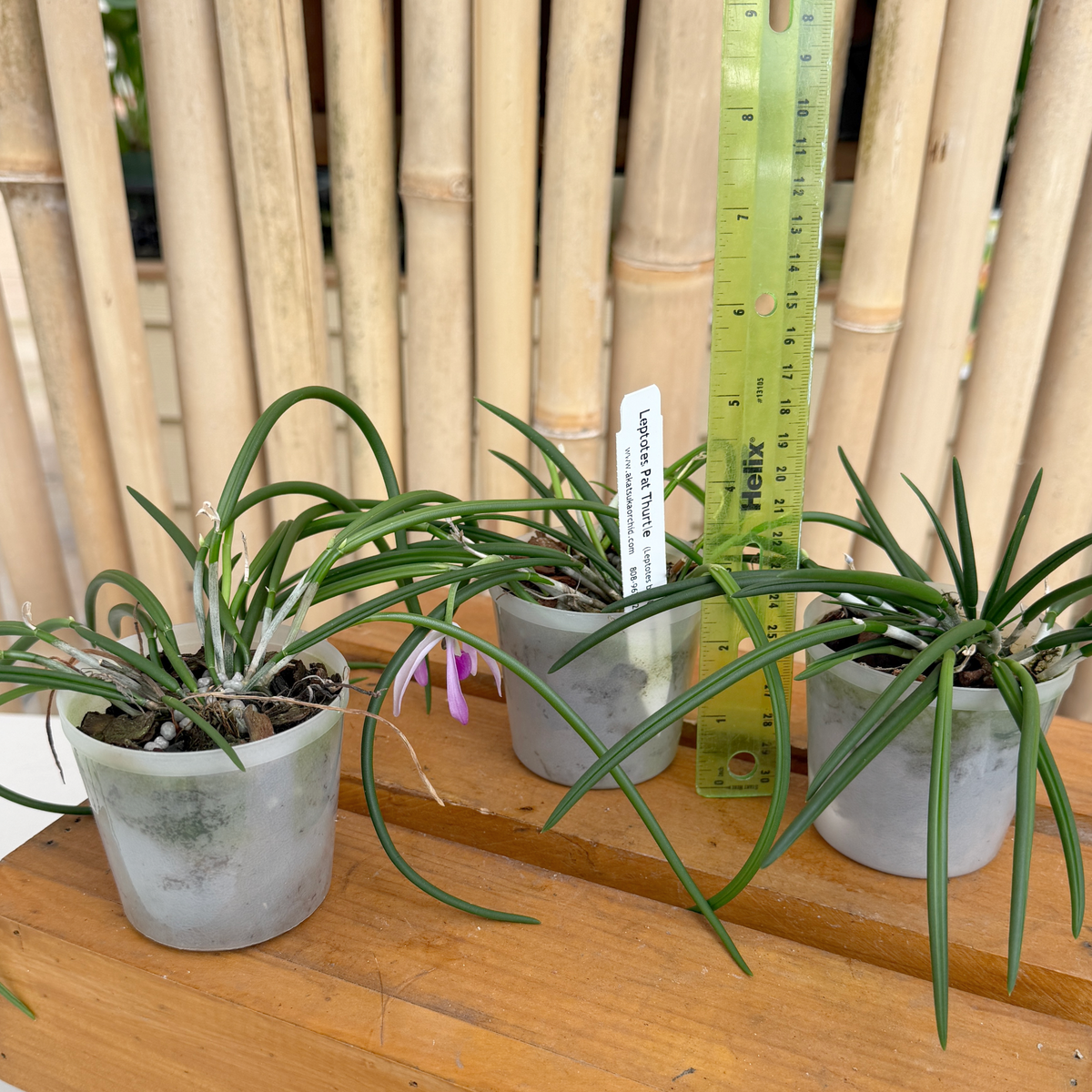 Leptotes Pat Thurtle (bicolor x pohlitinocoi) (Mini Species) - Not Blooming