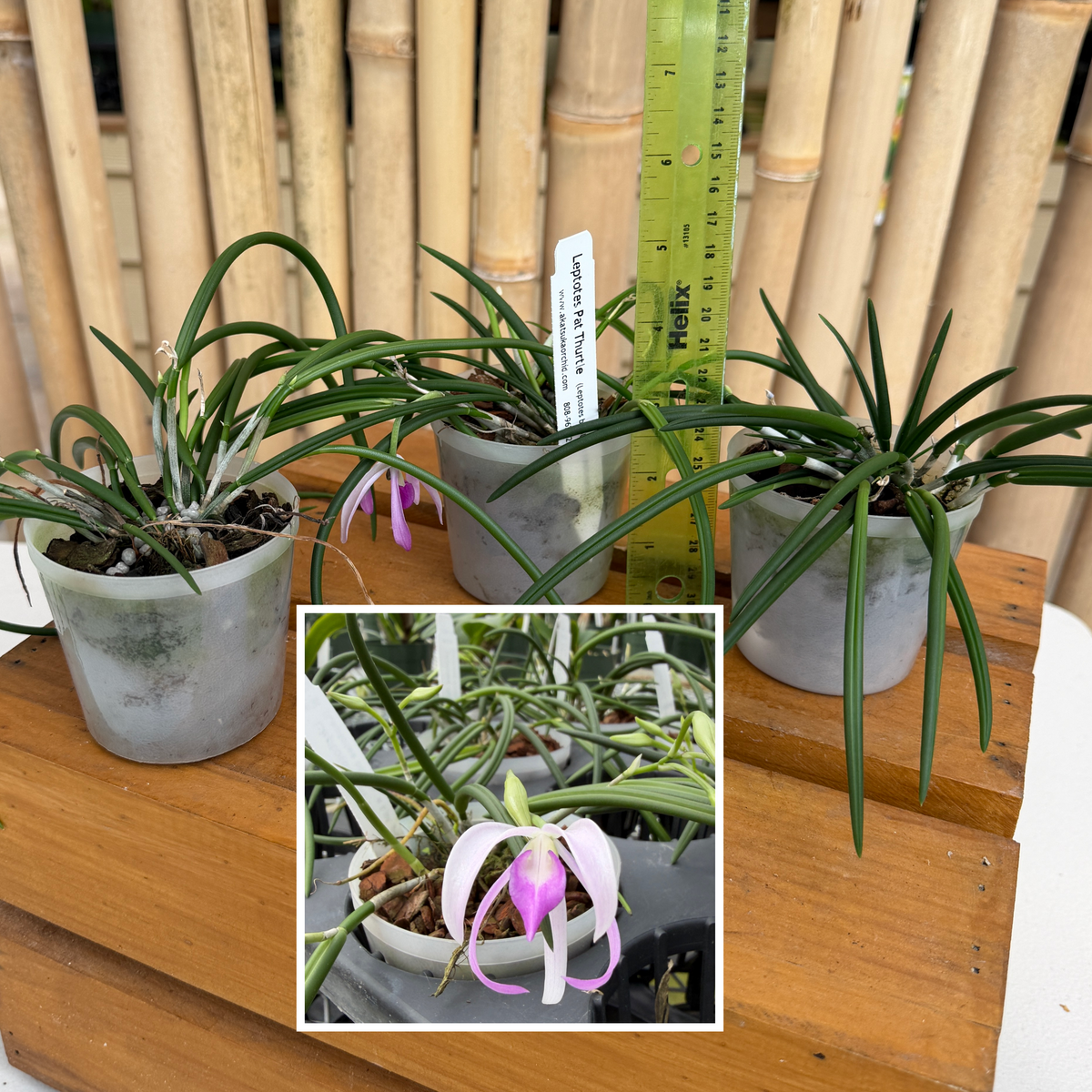 Leptotes Pat Thurtle (bicolor x pohlitinocoi) (Mini Species) - Not Blooming