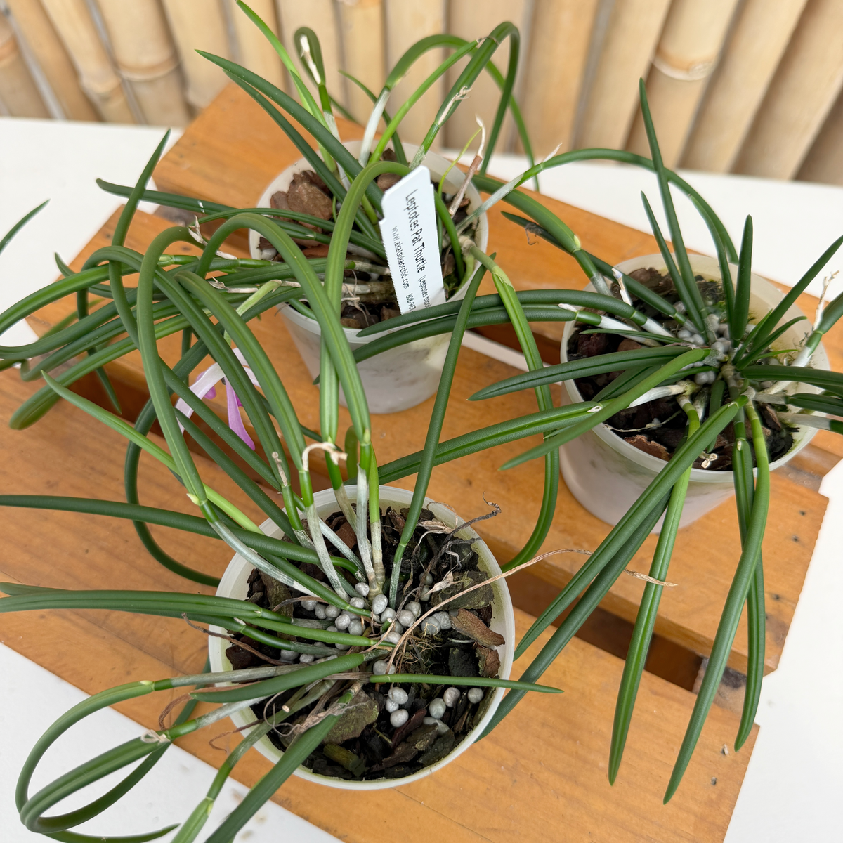 Leptotes Pat Thurtle (bicolor x pohlitinocoi) (Mini Species) - Not Blooming