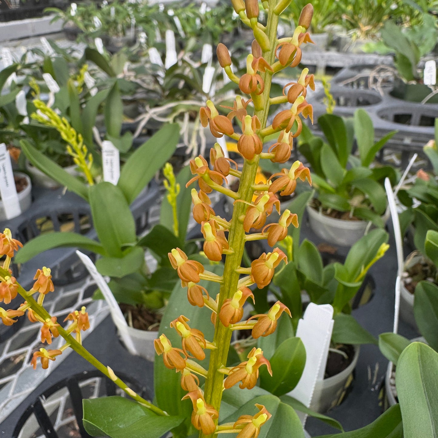 Liparis grossa (3" Pot) - Double Spikes