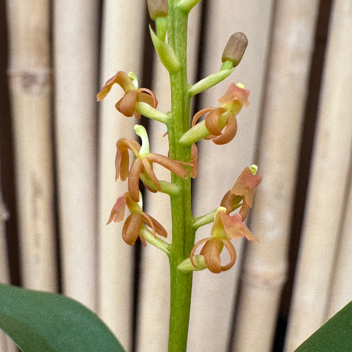 Liparis grossa (3" Pot) - Double Spikes