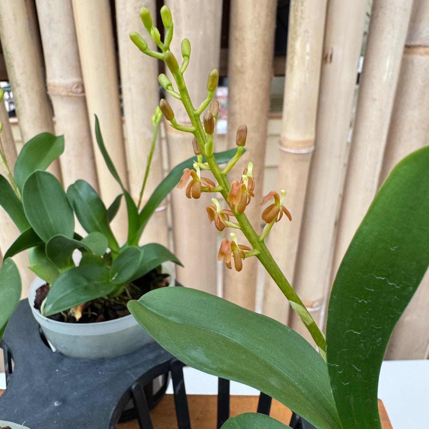 Liparis grossa (3" Pot) - Double Spikes