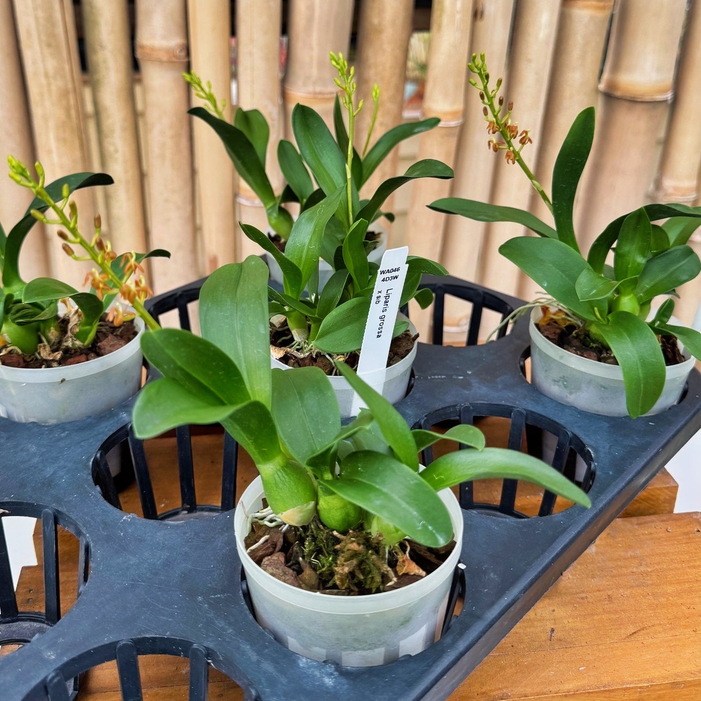 Liparis grossa (3" Pot) - Double Spikes