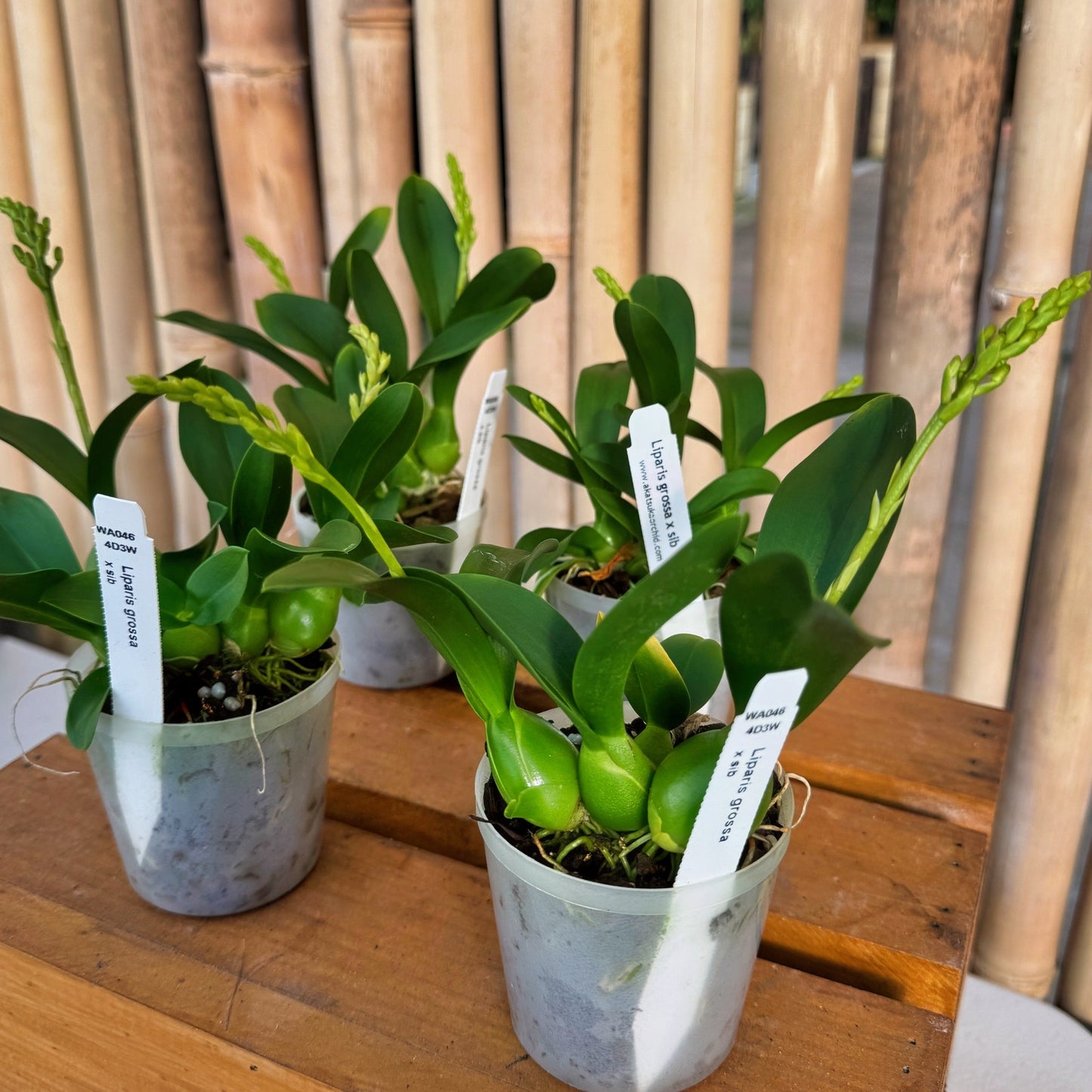 Liparis grossa (3" Pot) - Double Spikes