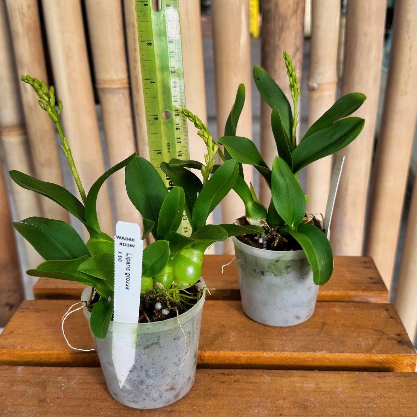 Liparis grossa (3" Pot) - Double Spikes